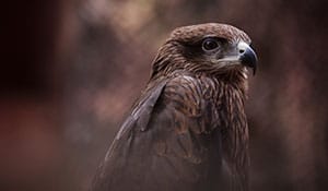 1539950556 safaritourImage