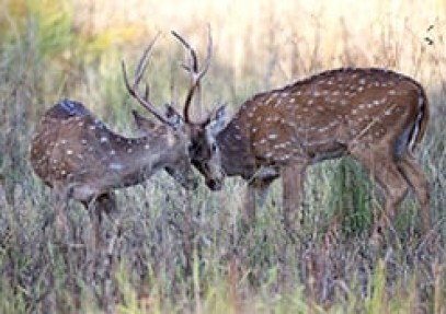 Wildlife, Culture & Birding Safari