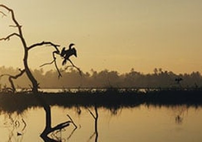 Birding Safari, Arunachal Pradesh