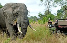 Essential Kruger Safari