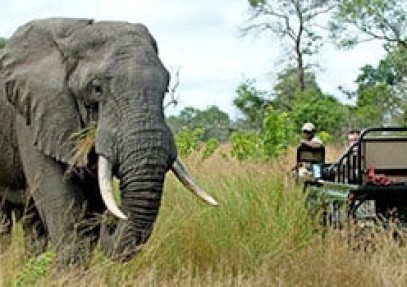 Essential Kruger Safari