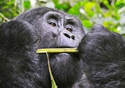 Best of Uganda