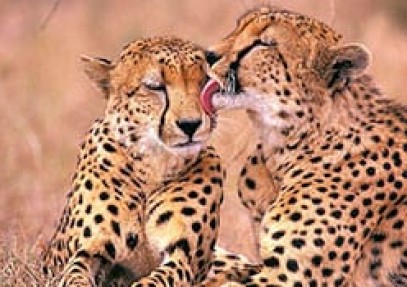 4-Day Tanzania Camping Safari
