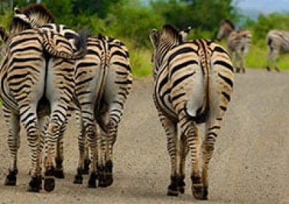 Classic Safari & Panoramic Tour