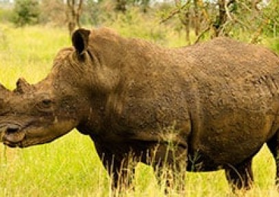 Exclusive Timbavati Lodge Safari