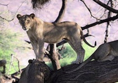 Kenya and Tanzania Group Safari