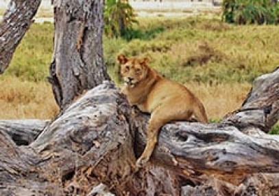 Safari Kiboko