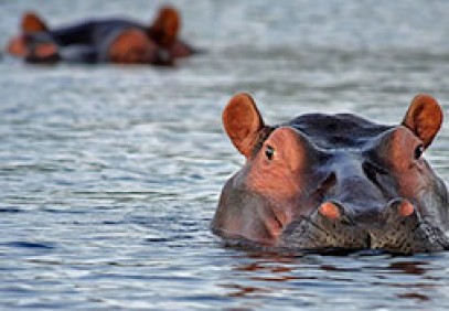 Budget Kenya Family Safari