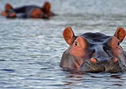 Budget Kenya Family Safari