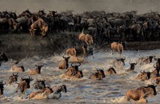 Wildebeest Migration Safari