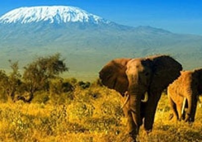 Amboseli Safari