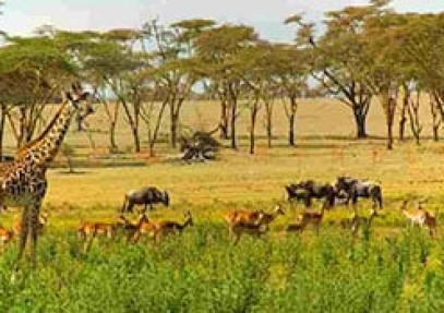 Amboseli & Tsavo Safari