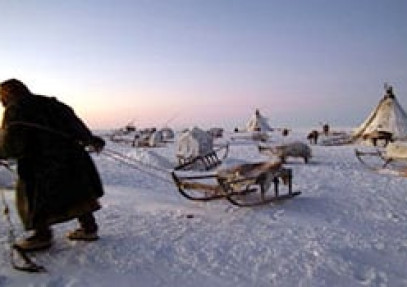 Nenet Migration Yamal Peninsula