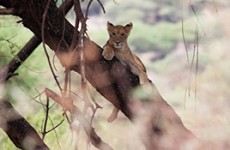 Tanzania Big Five Safari