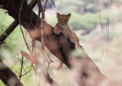 Tanzania Big Five Safari