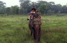 Wildlife Safari in Chitwan National Park