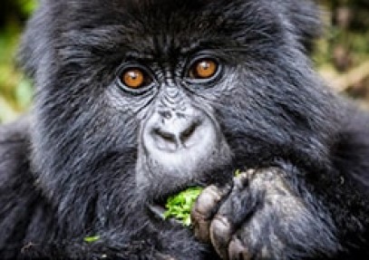 Discover Uganda Safari Private Tour