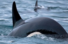 Winter Wildlife and Aurora Self Drive