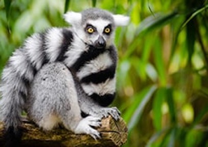 Wildlife Heritage of Madagascar