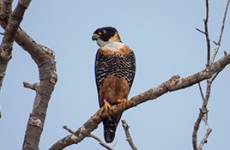 Belize Birding Safari