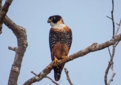 Belize Birding Safari
