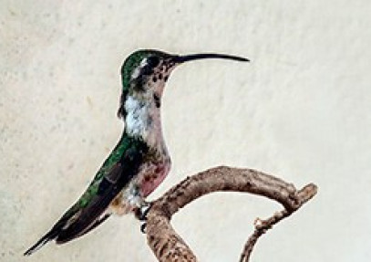 Mexico – Yucatan Endemic Bird Safari