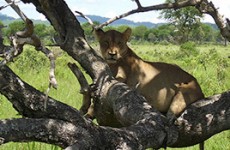 Classic Kenya and Tanzania Safari