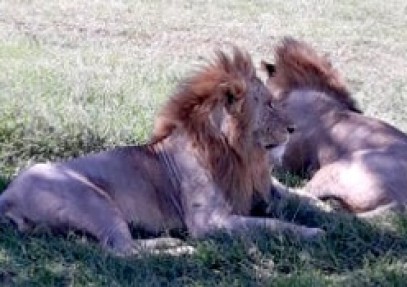 Samburu, Nakuru, Masai Mara Safari