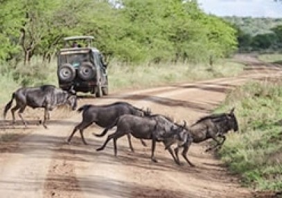 3 Day Wildebeest Migration Safari