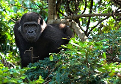 Bwindi Gorilla Encounter