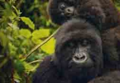 7 Days Best of Rwanda Safari