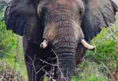 6 Days Rwanda Safari & Gorilla Trekking