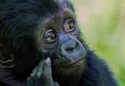 Classic Uganda Gorilla Trek