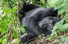 3-Days Mountain Gorilla Trekking