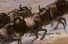 10-Day Kenya & Tanzania Budget Safari