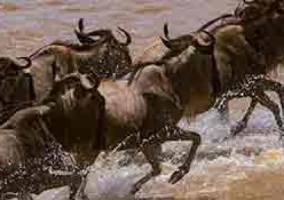 10-Day Kenya & Tanzania Budget Safari