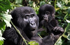 11-Day Uganda Private Wildlife Safari
