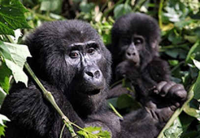 11-Day Uganda Private Wildlife Safari