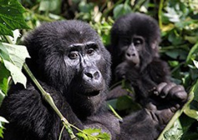 11-Day Uganda Private Wildlife Safari