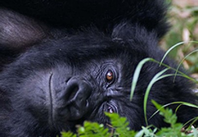 3-Day Gorilla Trekking Bwindi Impenetrable Forest