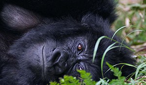 3 Day Gorilla Trekking Bwindi Impenetrable Forest