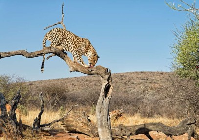 5-Day Tanzania Wildlife Safari