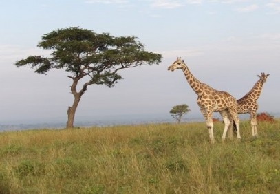 7-Day Wildlife Experience in Uganda