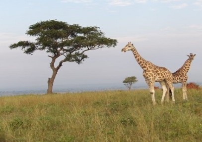 7-Day Wildlife Experience in Uganda