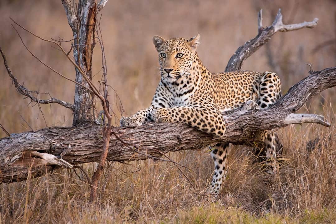 6-Day Tanzania Tented Camp Safari