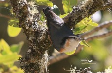 Myanmar Birding Tour