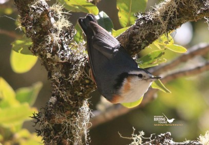 Myanmar Birding Tour