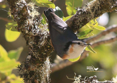 Myanmar Birding Tour
