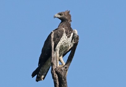 8-Day Tanzania Bird Watching Safari