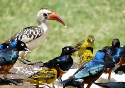 15-Day Kenya Birding Safari